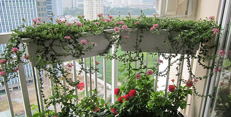 trong-nhieu-cay-xanh